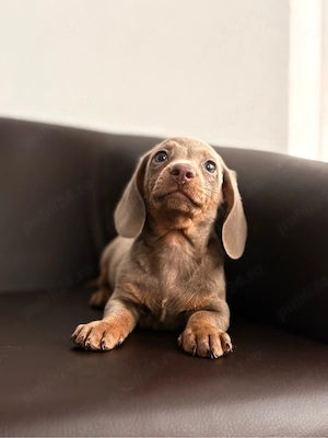 teckel isabela - imagine 2