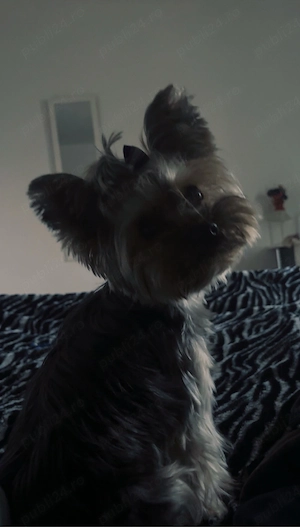 yorkshite terrier mini