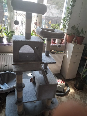 pisică British Shorthair albă  - imagine 5