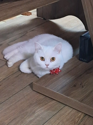 pisică British Shorthair albă  - imagine 3
