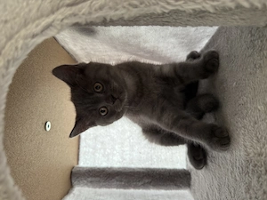 pisici british shorthair blue  - imagine 3
