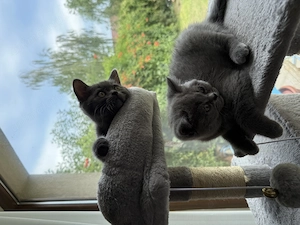 pisici british shorthair blue 