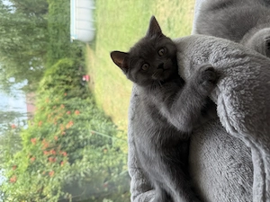 pisici british shorthair blue  - imagine 4