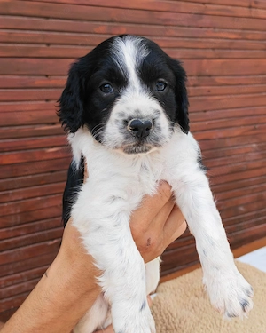 Căței Springer spaniel englez  - imagine 4
