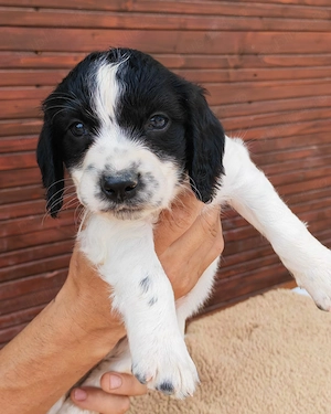 Căței Springer spaniel englez  - imagine 5