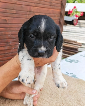 Căței Springer spaniel englez  - imagine 3