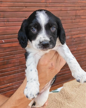 Căței Springer spaniel englez  - imagine 2