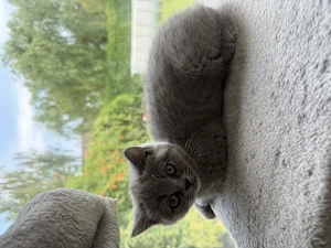 Pisici British shorthair blue