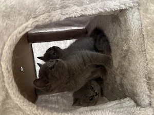 Pisici British shorthair blue - imagine 4