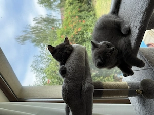 Pisici British shorthair blue - imagine 2