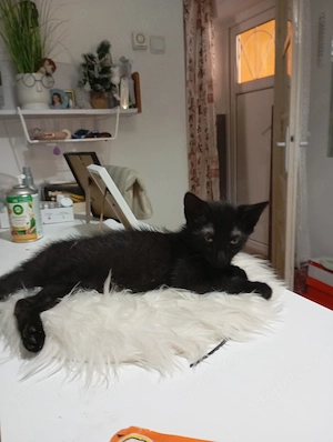 Pisici pentru adoptie - imagine 2