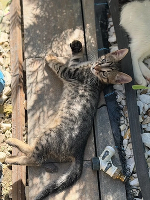 Donez gratuit doi pui de pisică   2 luni - imagine 5