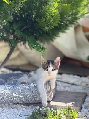 Donez gratuit doi pui de pisică   2 luni