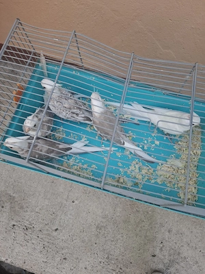 vând 5 papagali nimfe la 110 buc negociabil