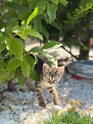 Donez gratuit doi pui de pisică   2 luni - imagine 5