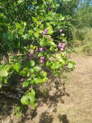 prune pentru țuică de vânzare 