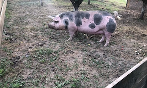 Porci de vanzare