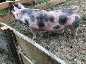 Porci de vanzare - imagine 5