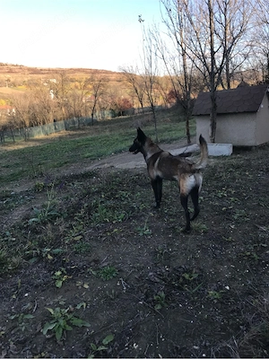 femela malinois