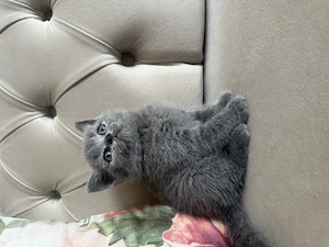 Fetița British shorthair 