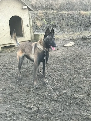 femela malinois - imagine 5