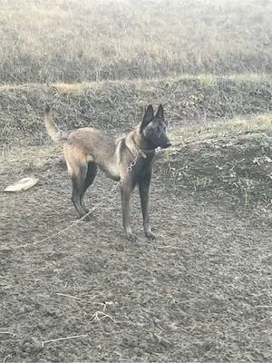 femela malinois - imagine 3
