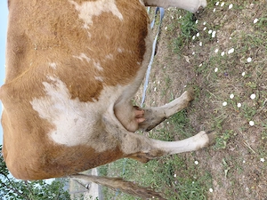 Vand vaca baltata de 7-8 ani - imagine 4