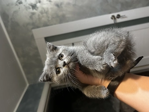 Pisicuța British shorthair - imagine 2