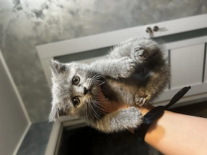 Pisicuța British shorthair