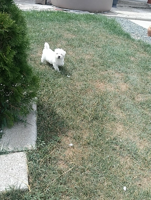 bichon maltez toy