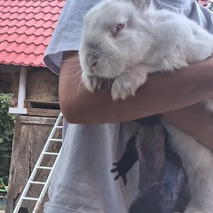 Iepuroi de vânzare 