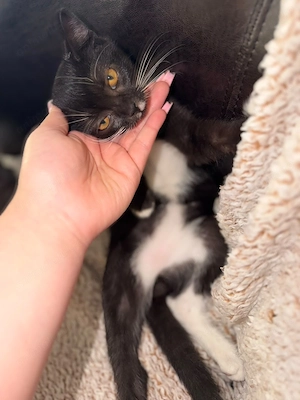 De vânzare puiuți British Shorthair   fetiță și băiețe - imagine 2