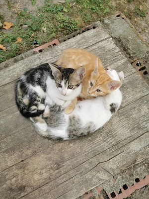 Pisici spre adopție  - imagine 2