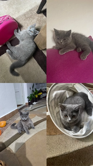 Fratiii British isi cauta cat mai repede se poate casuta noua!! Citeste bine descrierea