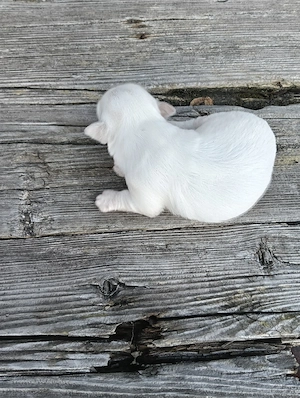 pui bichon  - imagine 5