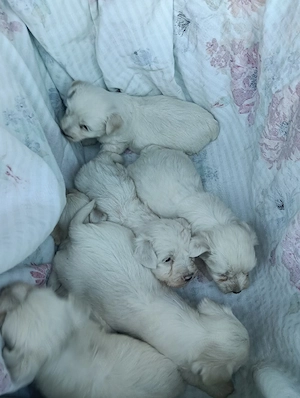 pui bichon  - imagine 4