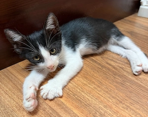 ADOPȚIE pisicuțe superbe! - imagine 4