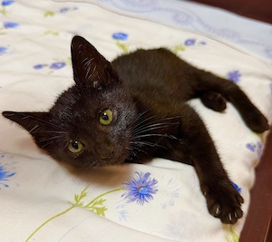 ADOPȚIE pisicuțe superbe! - imagine 3