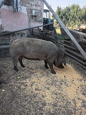 De vânzare o scroafa pentru tăiere 