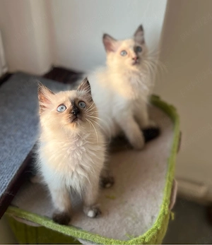 Disponibili puiuți Ragdoll - imagine 5