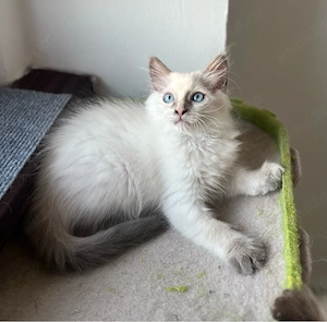 Disponibili puiuți Ragdoll - imagine 2