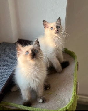 Disponibili puiuți Ragdoll - imagine 4