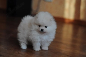 pomeranian miniatura