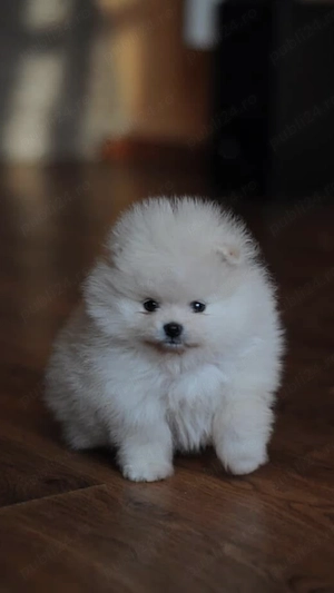 Pui pomeranian mini - imagine 3