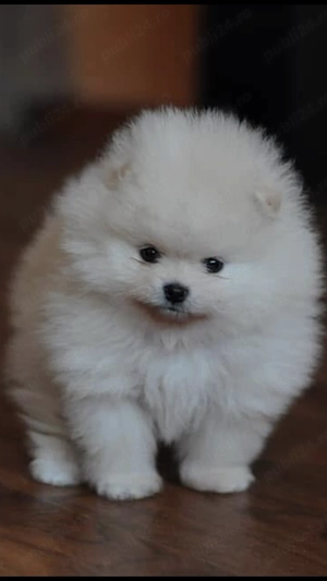 Pui pomeranian mini