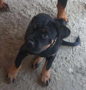 Vând femelă Rottweiler  - imagine 2