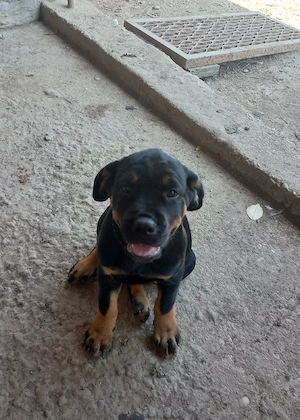 Vând femelă Rottweiler  - imagine 5