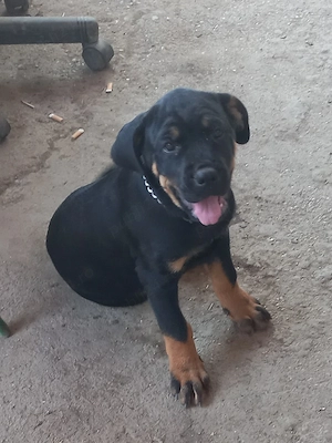 Vând femelă Rottweiler  - imagine 3