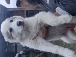 2 cățelușe din mamă Ciobanesc de Bucovina  - imagine 5