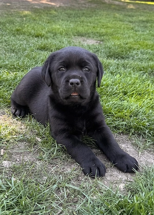 Pui labrador - imagine 5